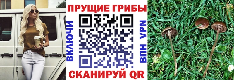 Галлюциногенные грибы GOLDEN TEACHER  Апшеронск 